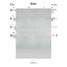 Reboin Lead Sheet (Boruch Sholom) Album: Hineni 2018-Sheet music-NoteWithGrace.com